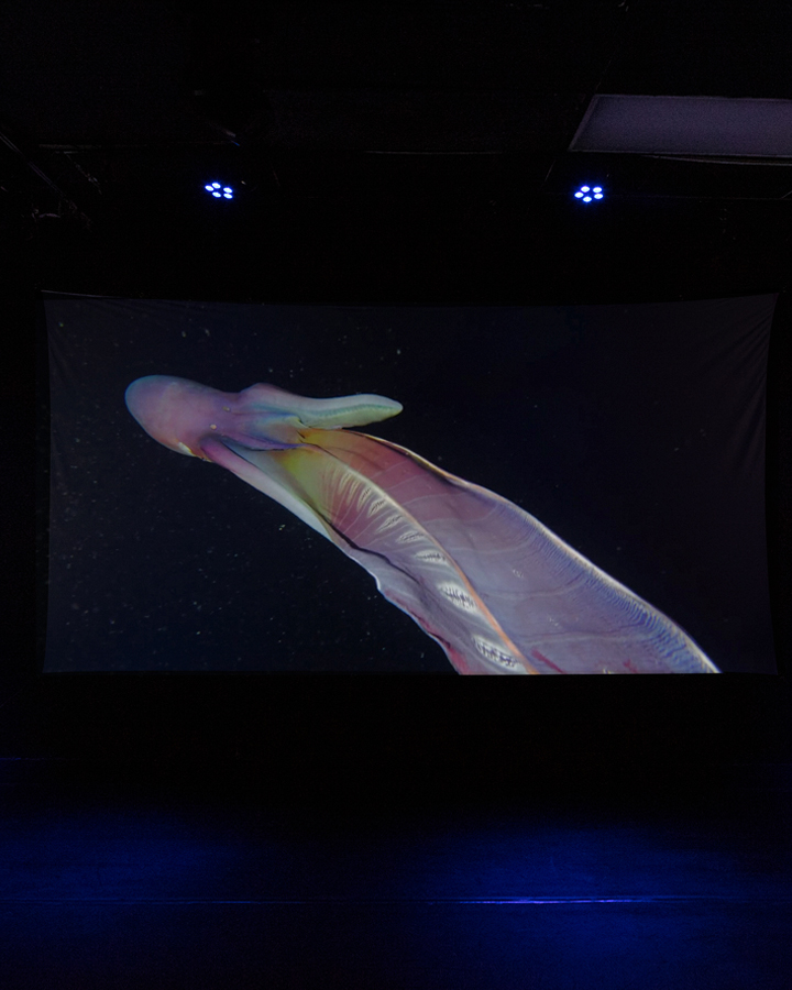 A rainbow octoput is projected on a screen in a dimly lit room.